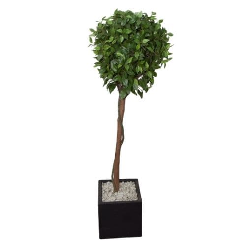 Topiary Tree